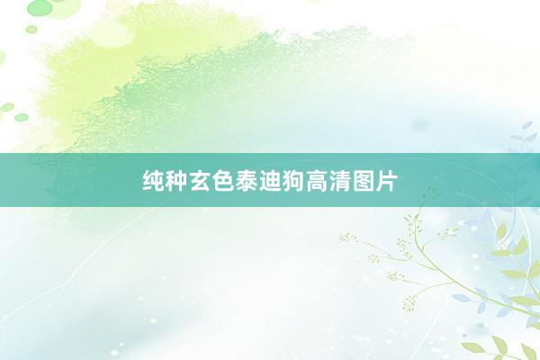 纯种玄色泰迪狗高清图片